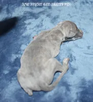 CARSON, a male Whippet for sale in Hackett, AR – 5 of 5