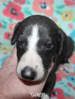 JAMES, a male Whippet for sale in Hackett, AR – 6 of 10