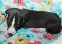 JAMES, a male Whippet for sale in Hackett, AR – 7 of 10