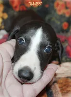 JAMES, a male Whippet for sale in Hackett, AR – 2 of 10