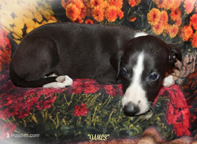 JAMES – Whippet puppy for sale in Hackett, AR