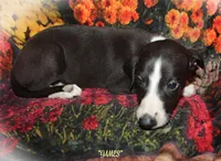 JAMES, a male Whippet for sale in Hackett, AR – 1 of 10