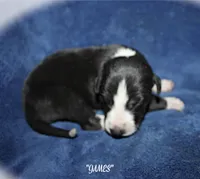 JAMES, a male Whippet for sale in Hackett, AR – Photo 1 of 4