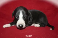 JAMES, a male Whippet for sale in Hackett, AR – 10 of 10