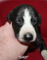 JAMES, a male Whippet for sale in Hackett, AR – 9 of 10
