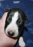 JAMES, a male Whippet for sale in Hackett, AR – Photo 2 of 4