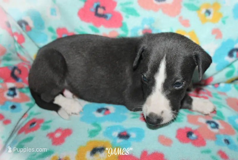 JAMES – Whippet puppy for sale in Hackett, AR