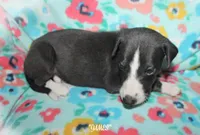 JAMES, a male Whippet for sale in Hackett, AR – 5 of 10