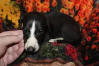 JAMES, a male Whippet for sale in Hackett, AR – 3 of 10
