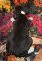 JAMES, a male Whippet for sale in Hackett, AR – 4 of 10