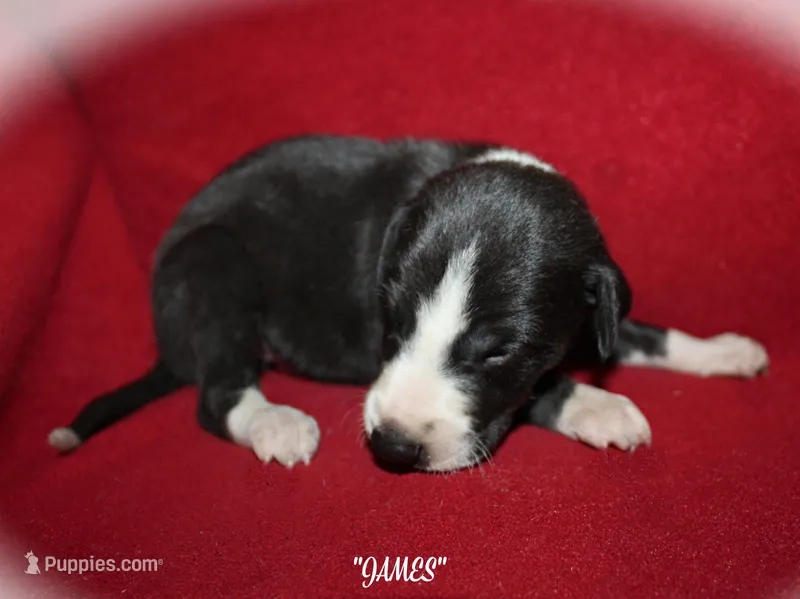 JAMES – Whippet puppy for sale in Hackett, AR
