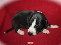 JAMES, a male Whippet for sale in Hackett, AR – 8 of 10