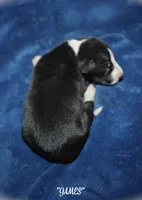 JAMES, a male Whippet for sale in Hackett, AR – Photo 4 of 4