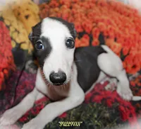 SULLIVAN, a male Whippet for sale in Hackett, AR – Photo 3 of 10