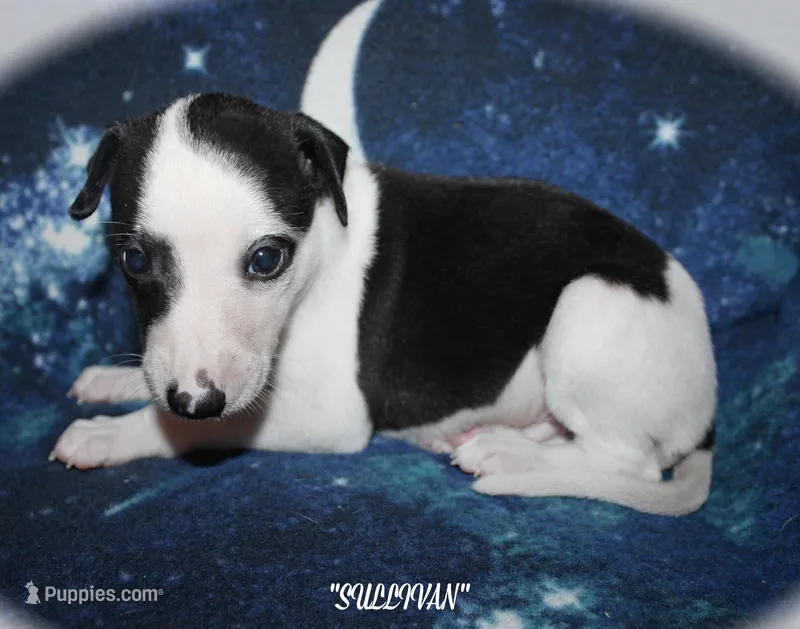 SULLIVAN – Whippet puppy for sale in Hackett, AR