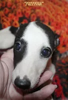 SULLIVAN, a male Whippet for sale in Hackett, AR – Photo 2 of 10