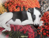 SULLIVAN, a male Whippet for sale in Hackett, AR – Photo 1 of 10