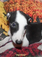 SULLIVAN, a male Whippet for sale in Hackett, AR – Photo 5 of 10