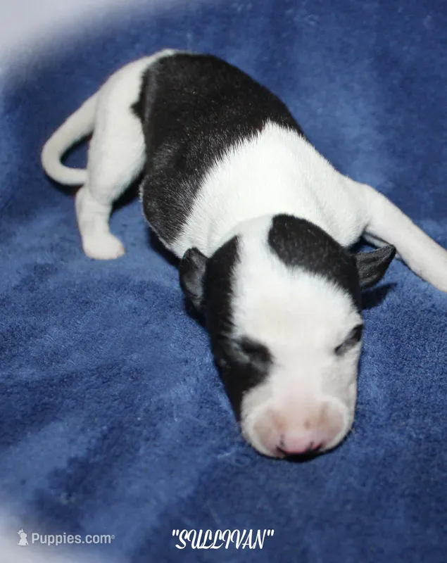 SULLIVAN, a male Whippet for sale in Hackett, AR – Photo 1 of 5