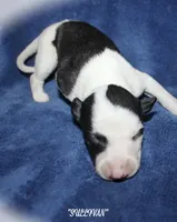 SULLIVAN, a male Whippet for sale in Hackett, AR – Photo 1 of 5