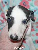 SULLIVAN, a male Whippet for sale in Hackett, AR – Photo 10 of 10
