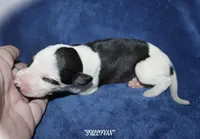 SULLIVAN, a male Whippet for sale in Hackett, AR – Photo 4 of 5