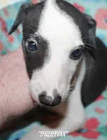 SULLIVAN, a male Whippet for sale in Hackett, AR – Photo 8 of 10