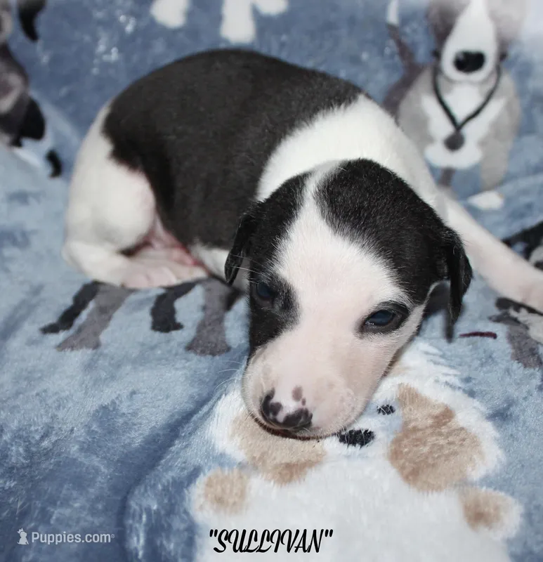 SULLIVAN – Whippet puppy for sale in Hackett, AR