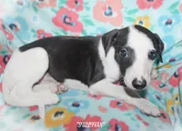 SULLIVAN, a male Whippet for sale in Hackett, AR – Photo 9 of 10