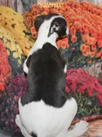 SULLIVAN, a male Whippet for sale in Hackett, AR – Photo 6 of 10