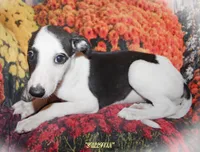 SULLIVAN, a male Whippet for sale in Hackett, AR – Photo 4 of 10