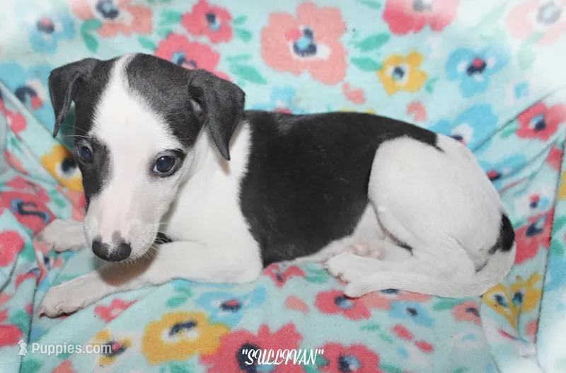 SULLIVAN – Whippet puppy for sale in Hackett, AR