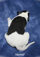 SULLIVAN, a male Whippet for sale in Hackett, AR – Photo 5 of 5