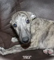 ORCA, a male Whippet for sale in Hackett, AR – 3 of 9