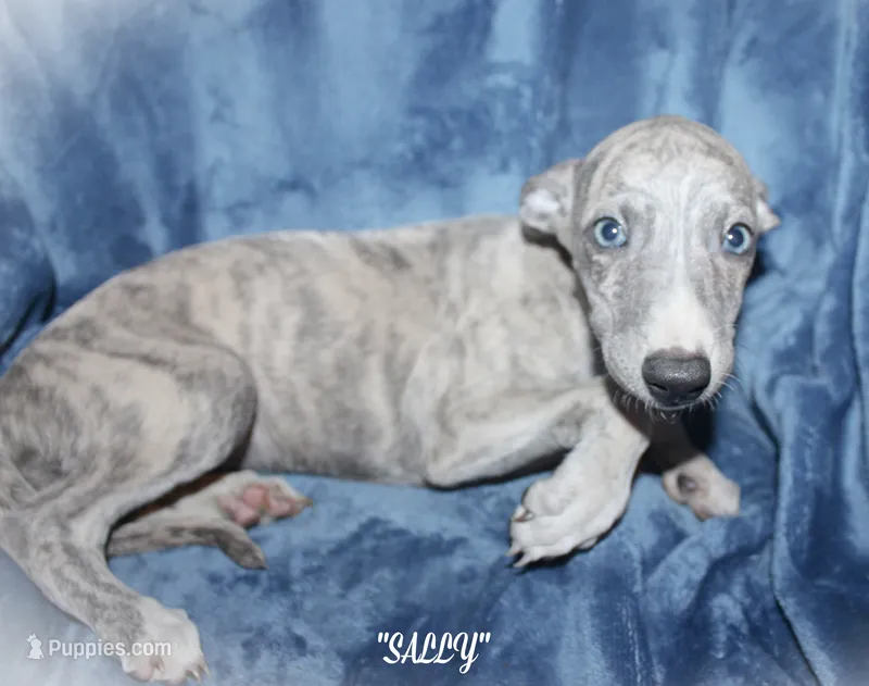 SALLY – Whippet puppy for sale in Hackett, AR