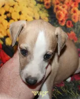 WINGS, a female Whippet for sale in Hackett, AR – Photo 7 of 10