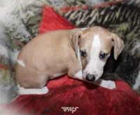 WINGS, a female Whippet for sale in Hackett, AR – Photo 4 of 10