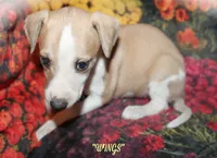 WINGS, a female Whippet for sale in Hackett, AR – Photo 9 of 10
