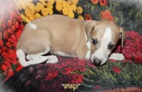 WINGS, a female Whippet for sale in Hackett, AR – Photo 6 of 10