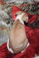 WINGS, a female Whippet for sale in Hackett, AR – Photo 5 of 10