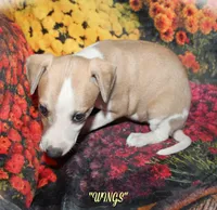 WINGS, a female Whippet for sale in Hackett, AR – Photo 8 of 10
