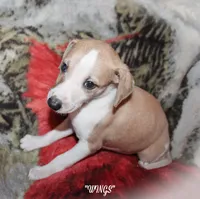 WINGS, a female Whippet for sale in Hackett, AR – Photo 1 of 10