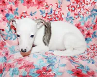 processed/77d22939-d4aa-4257-81c7-a37576a086f7/listing/4ad177ed-9116-4d52-8246-4798d38c1e64/22f9920c-1a24-4275-9266-a9e0140b6c83