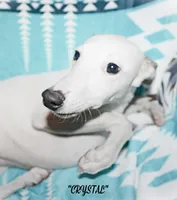 processed/77d22939-d4aa-4257-81c7-a37576a086f7/listing/4ad177ed-9116-4d52-8246-4798d38c1e64/6019abb0-c060-4597-a200-a9779b3efaa8