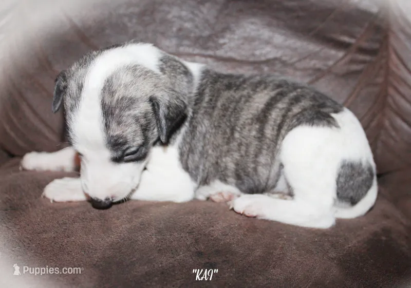 KAI – Whippet puppy for sale in Hackett, AR