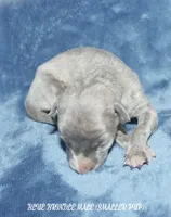 CARSON, a male Whippet for sale in Hackett, AR – 2 of 5
