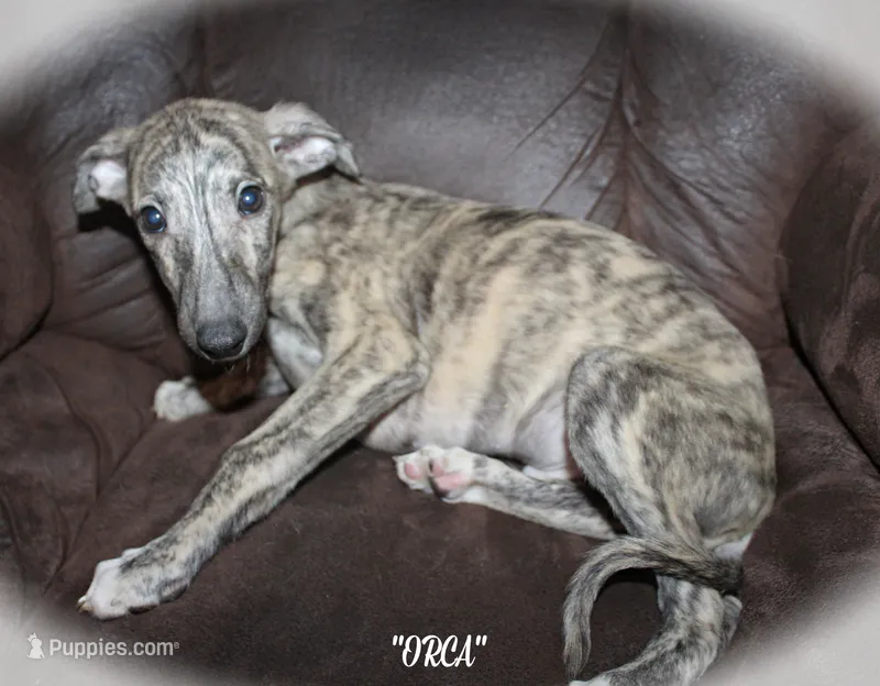 ORCA – Whippet puppy for sale in Hackett, AR