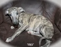ORCA, a male Whippet for sale in Hackett, AR – 1 of 9