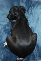 SLINKY, a female Whippet for sale in Hackett, AR – 4 of 4
