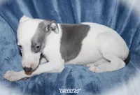 CHECKERS, a male Whippet for sale in Hackett, AR – 3 of 4